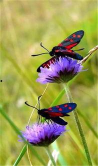 国产蝴蝶直跳视频,惊艳瞬间，捕捉自然之美