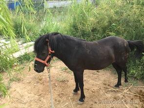 骑乘国产矮马视频大全,视频大全中的趣味瞬间