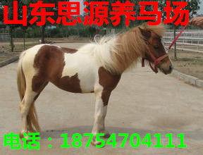 骑乘国产矮马视频大全,视频大全中的趣味瞬间