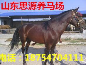 骑乘国产矮马视频大全,视频大全中的趣味瞬间