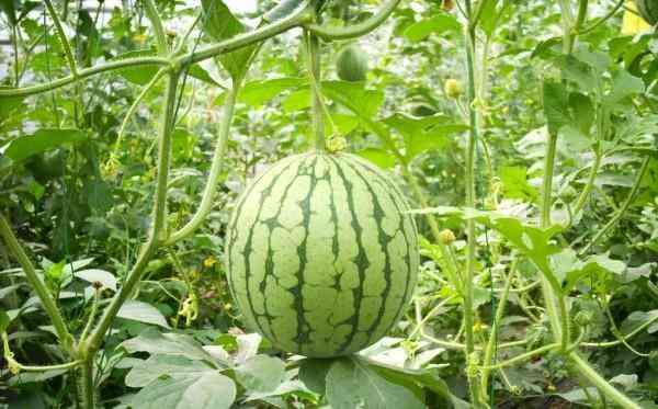 国产西瓜之母是谁呀视频,她如何培育出无数美味西瓜