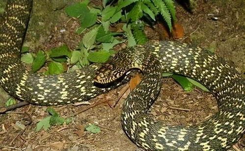 大王锦蛇是国产蛇吗视频