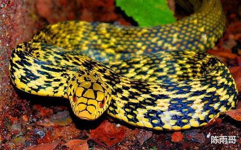 大王锦蛇是国产蛇吗视频