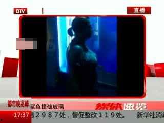 国产鲨鱼撞破玻璃视频播放,玻璃瞬间破碎！惊险瞬间引网友热议