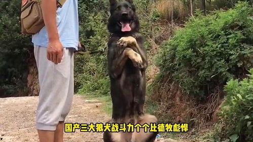 国产狼犬视频大全集
